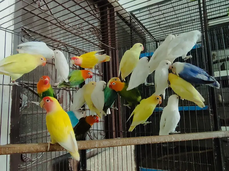 COLOR LOVE BIRDS — photo 5