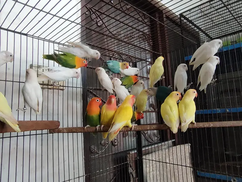 COLOR LOVE BIRDS — photo 6