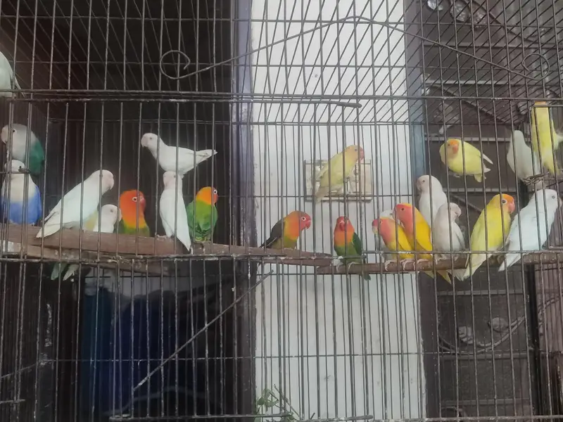COLOR LOVE BIRDS — photo 7
