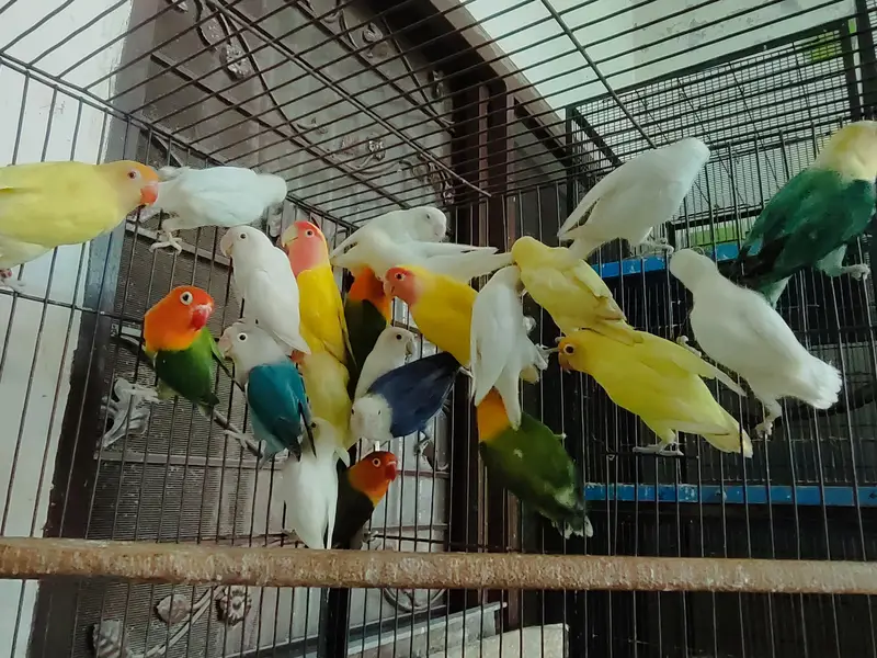 COLOR LOVE BIRDS — photo 8