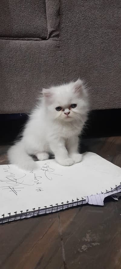 persian kitten for sale