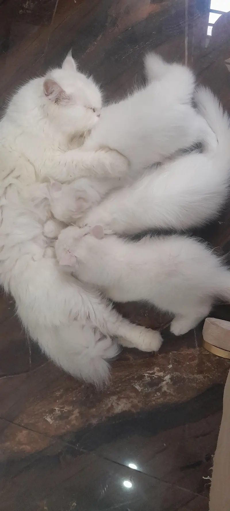 persian kitten for sale — photo 2