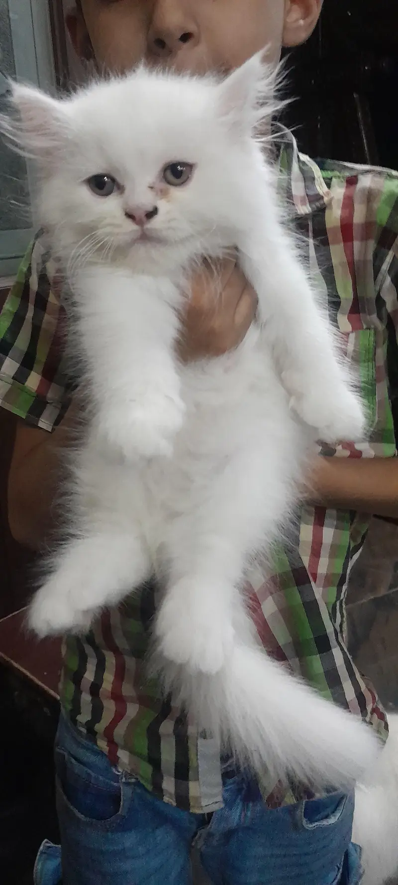 persian kitten for sale — photo 3