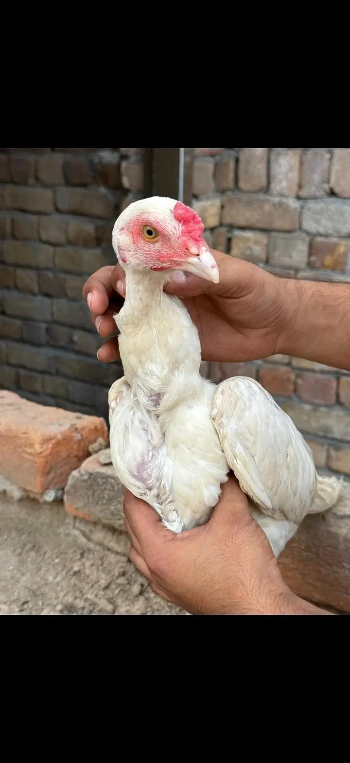 best quality Heera 5 female 1 male — photo 7