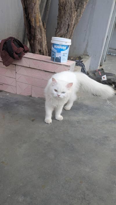 3 coat Persian cat