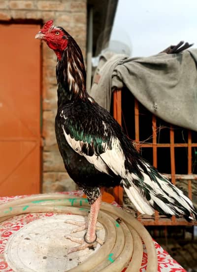 High Quality Aseel chicks Pair of this Breeders