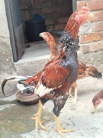 pure aseel murga for sale