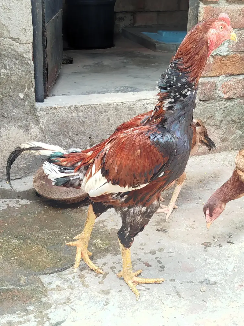 pure aseel murga for sale — photo 2