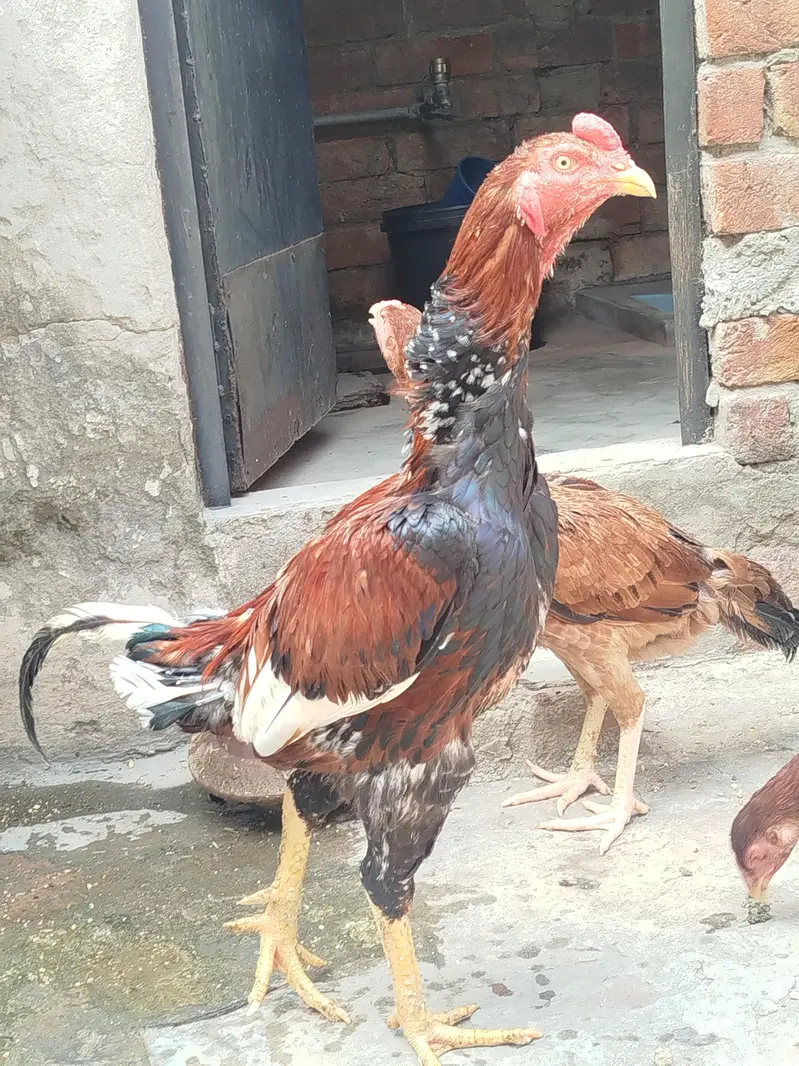 pure aseel murga for sale — photo 3