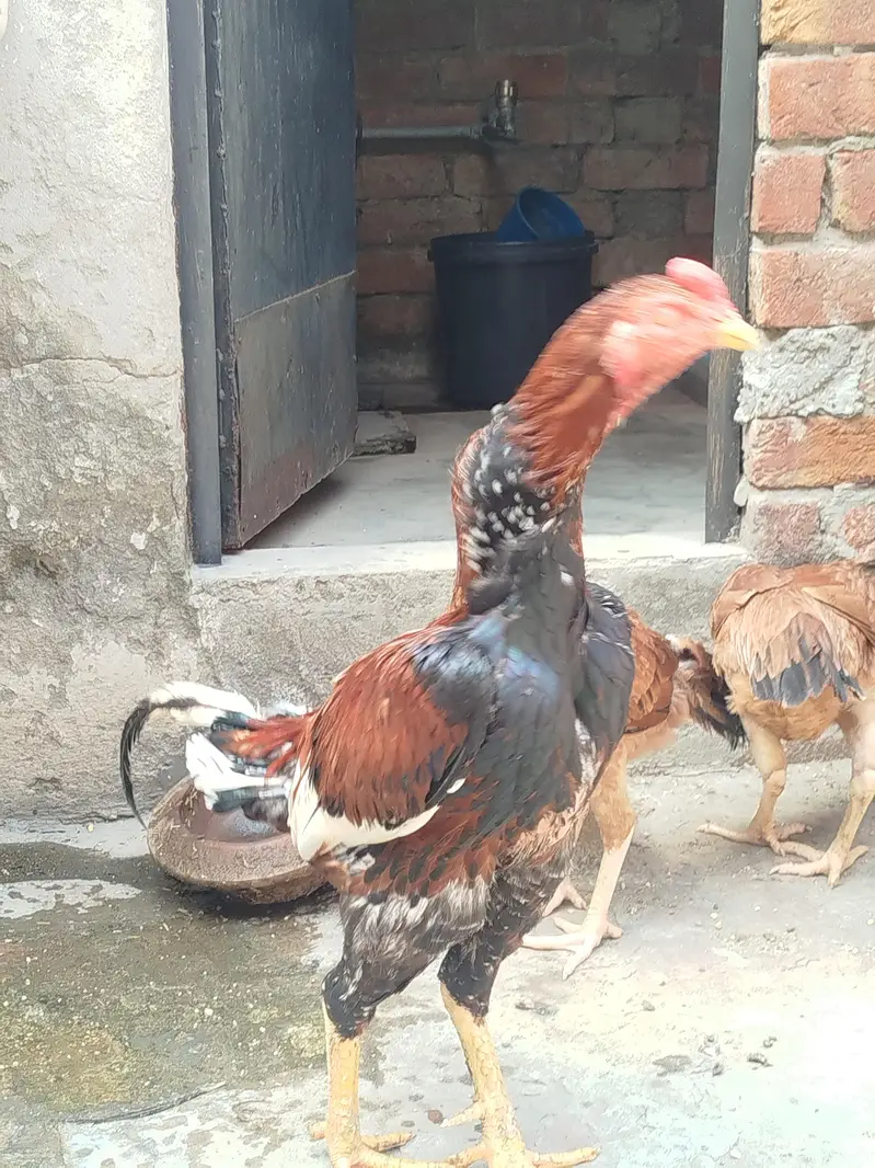 pure aseel murga for sale — photo 4