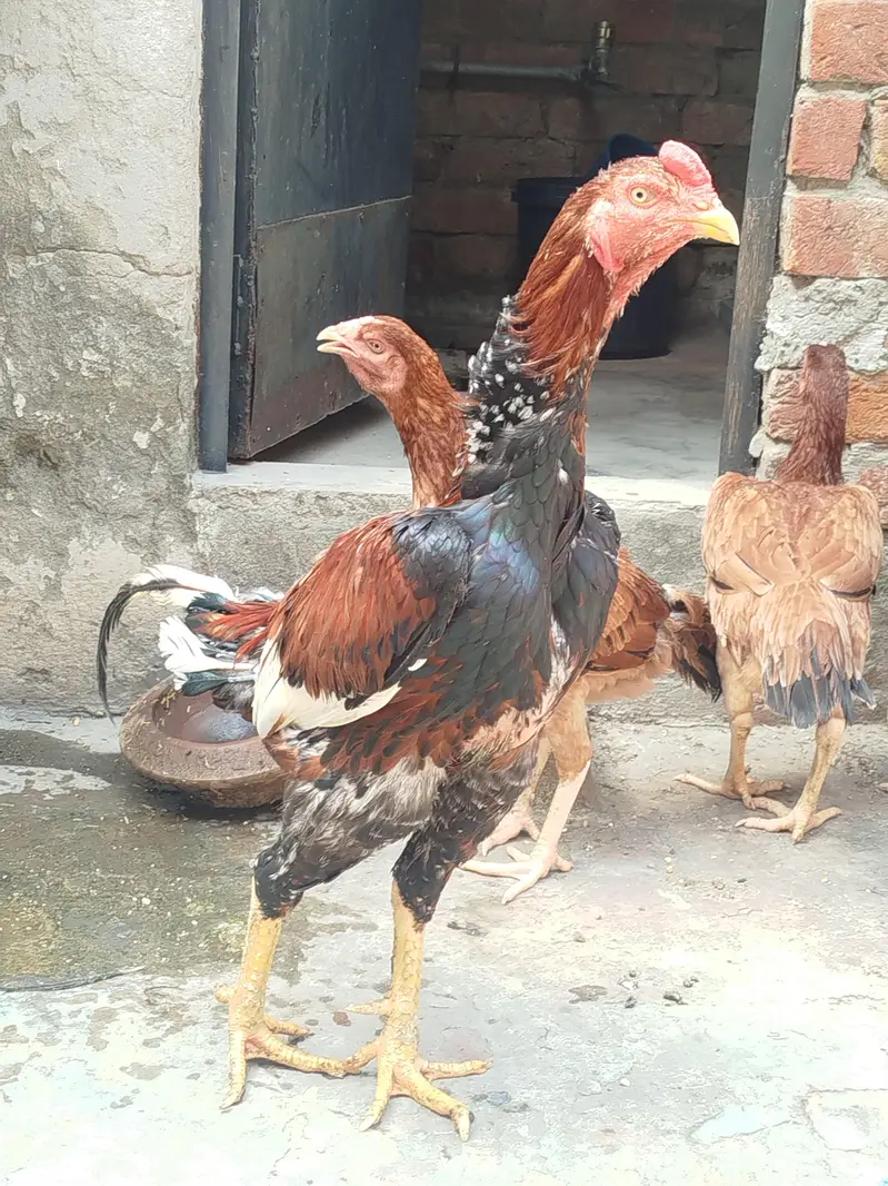 pure aseel murga for sale — photo 5