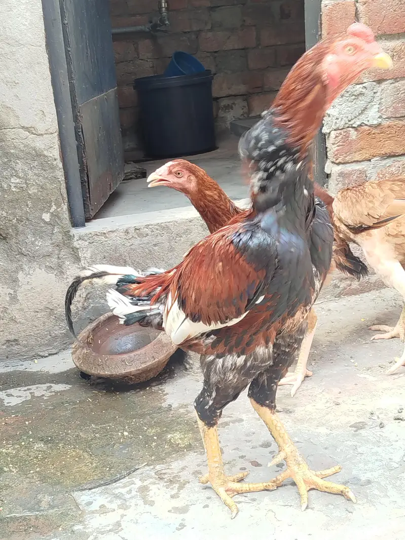 pure aseel murga for sale — photo 6