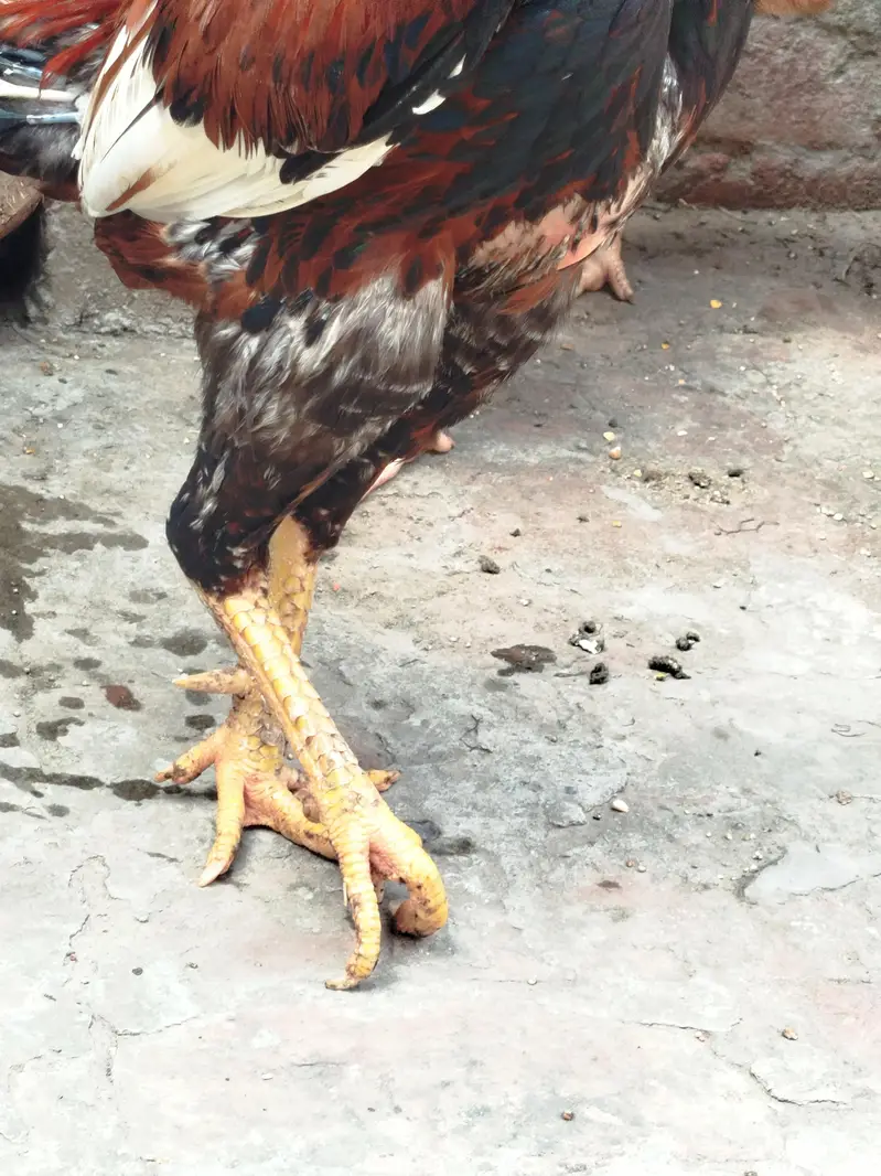 pure aseel murga for sale — photo 8