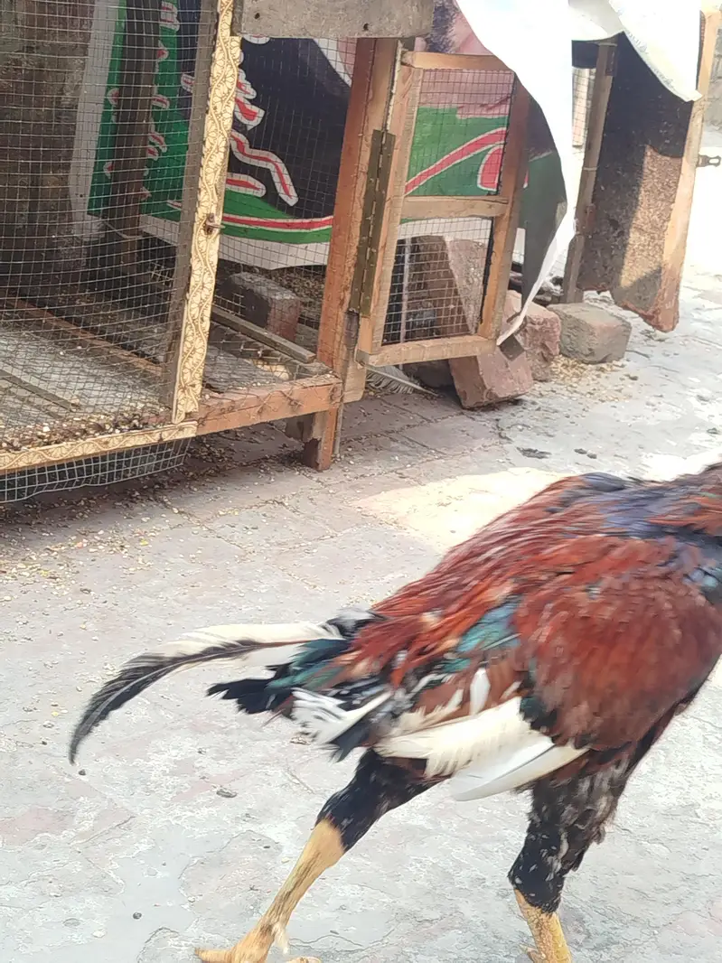 pure aseel murga for sale — photo 9