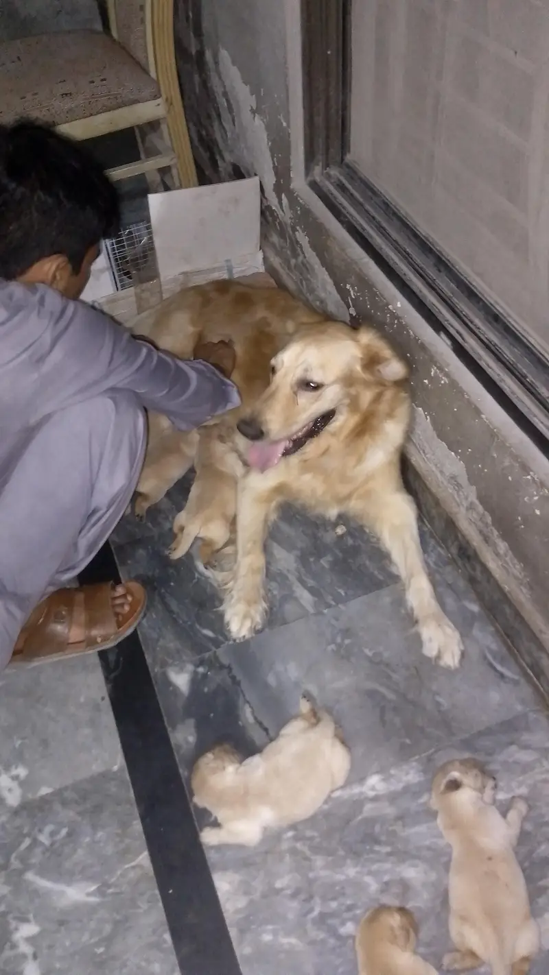 golden retriever puppy for sale — photo 5