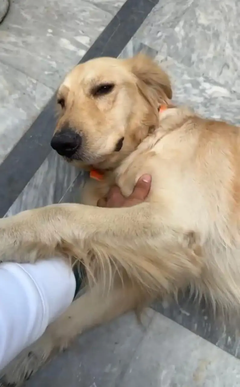 golden retriever puppy for sale — photo 6