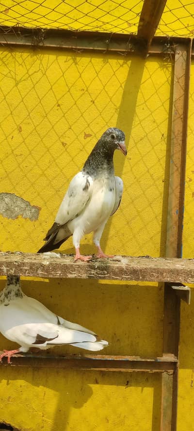 Baby pigeon for sale only 1000 pr