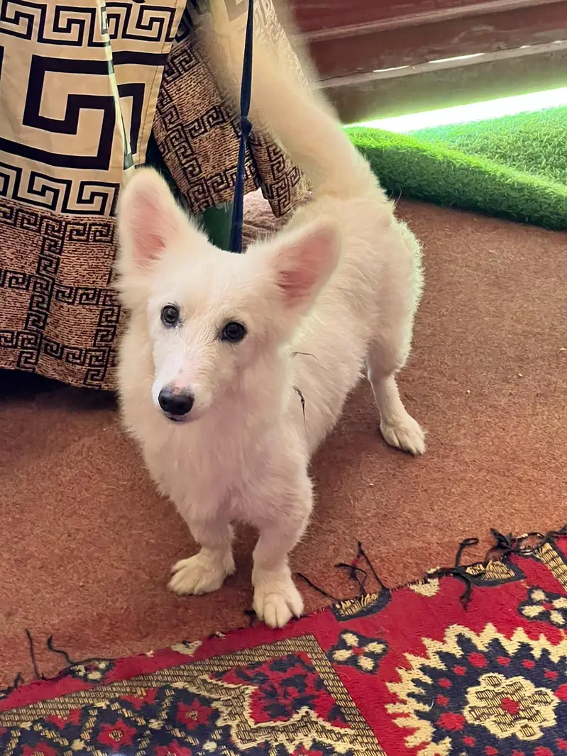 bhot hi frndlyy dog ha piyaree ha bhot — photo 4