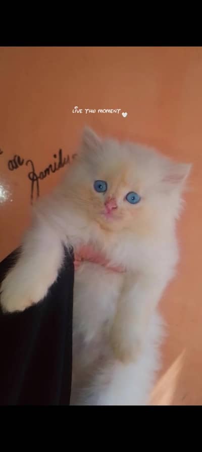Persian kitten