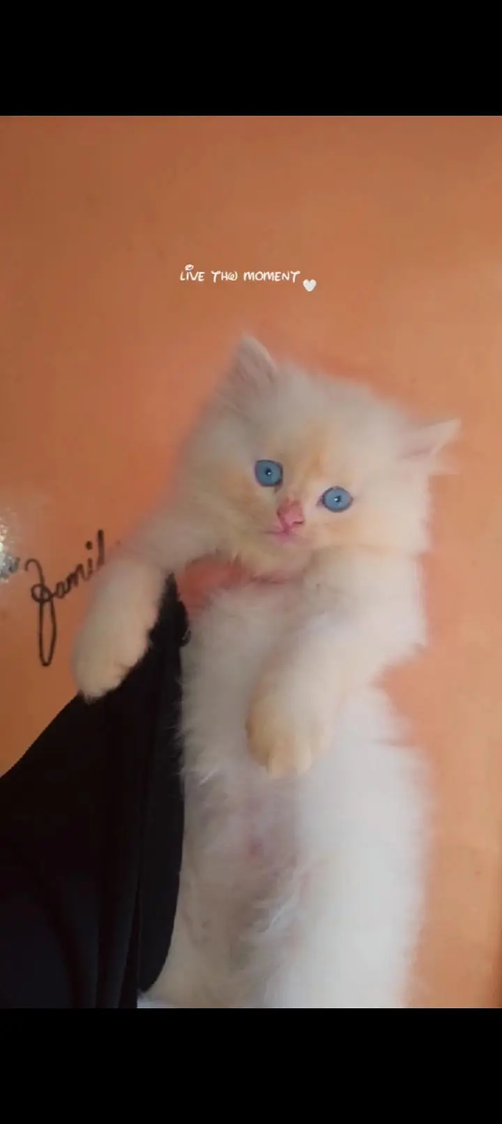 Persian kitten — photo 2