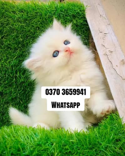 Persian Female kitten for sale