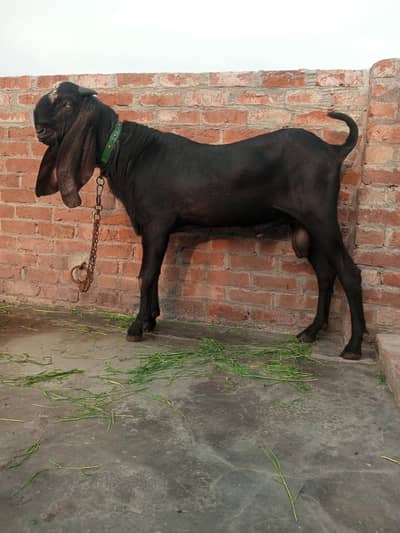 Amritsari Beetal 2 dant ho raha ha