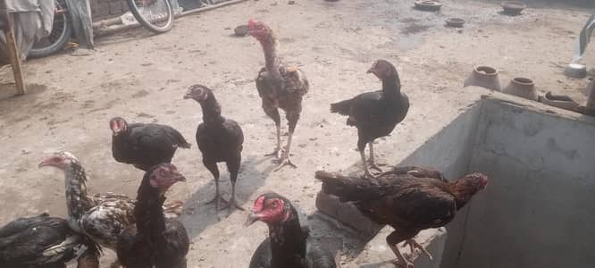 14 Murgi and 6 Male Murgay Urgent Sell