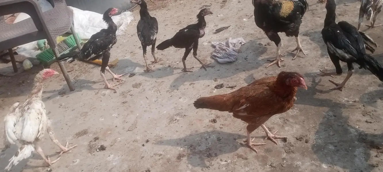 14 Murgi and 6 Male Murgay Urgent Sell — photo 2