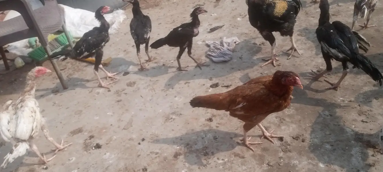 14 Murgi and 6 Male Murgay Urgent Sell — photo 3