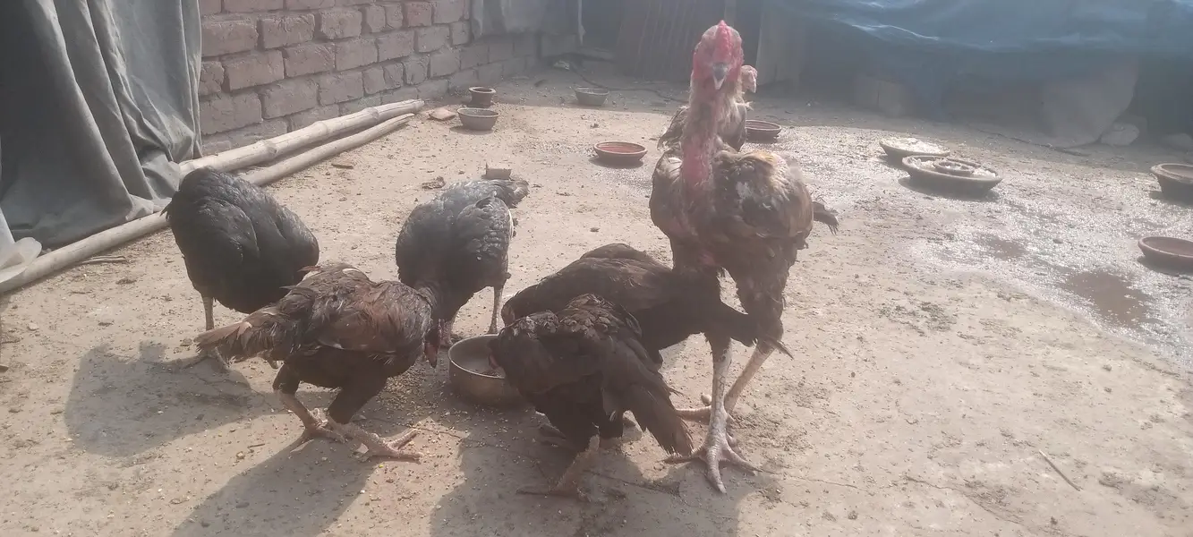 14 Murgi and 6 Male Murgay Urgent Sell — photo 4