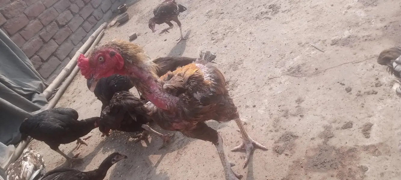 14 Murgi and 6 Male Murgay Urgent Sell — photo 5