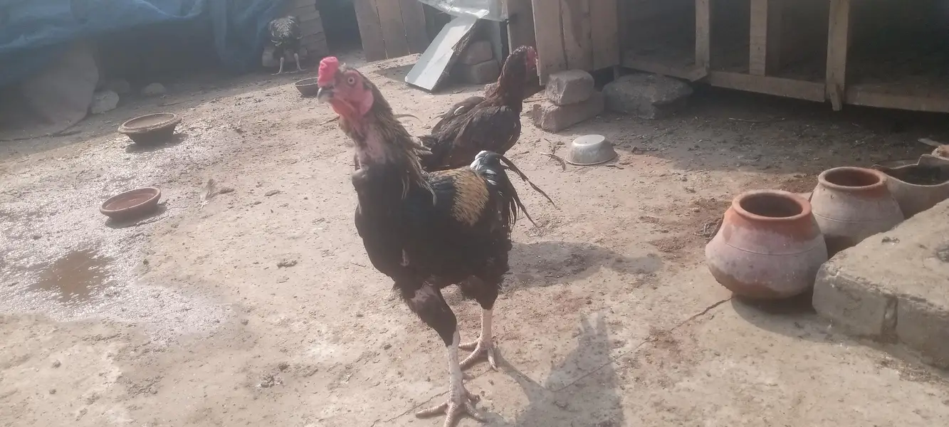 14 Murgi and 6 Male Murgay Urgent Sell — photo 6