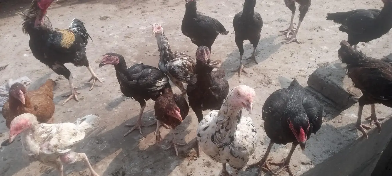 14 Murgi and 6 Male Murgay Urgent Sell — photo 7