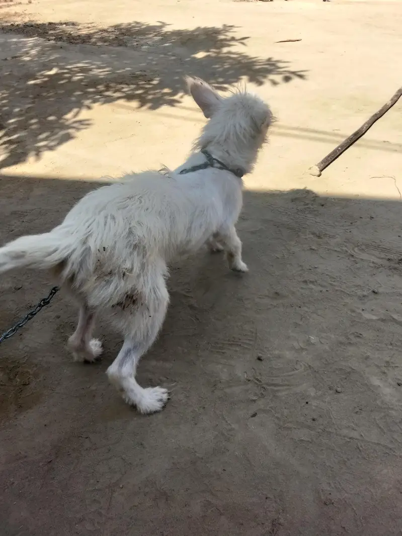 poodle — photo 8