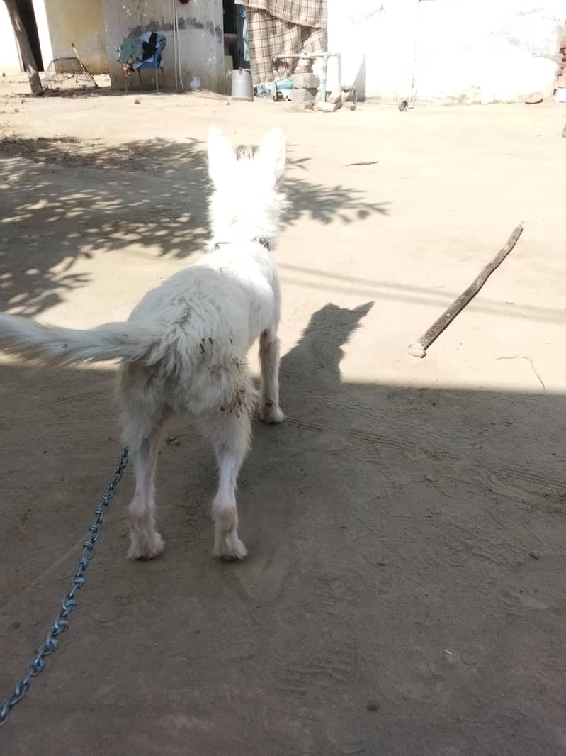 poodle 9