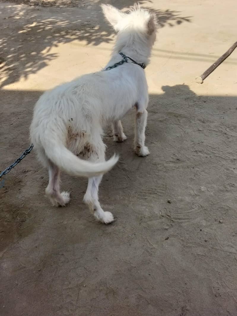 poodle 10