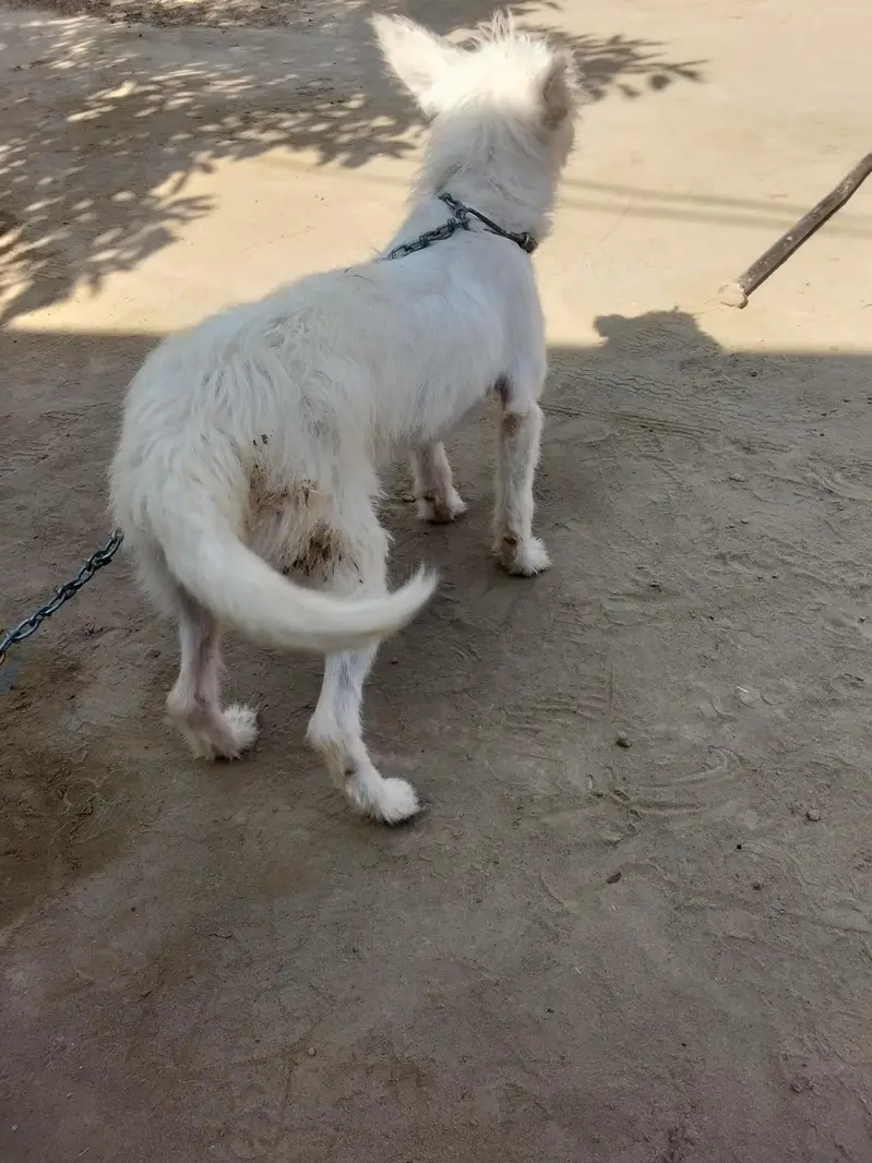 poodle — photo 11
