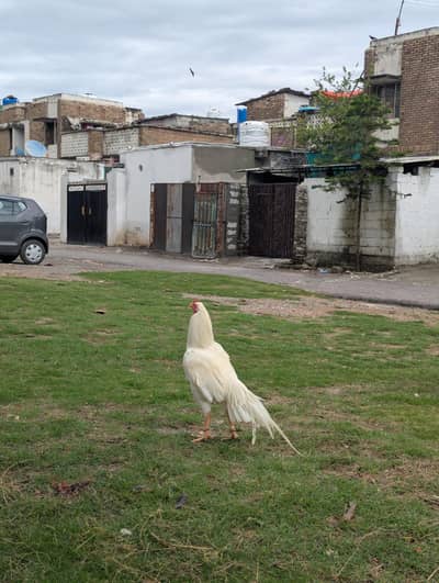 Heera Aseel 1 Male 2 Female