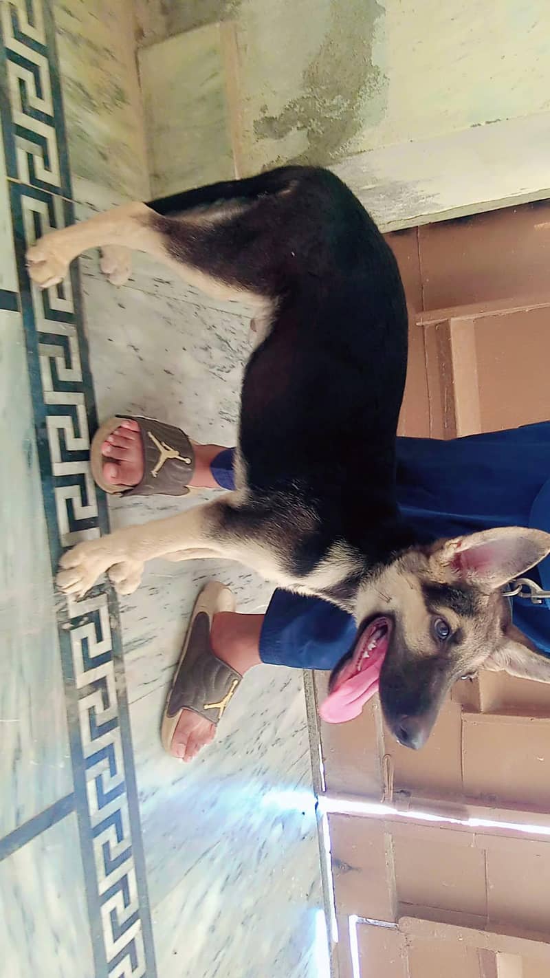Belgian German Shepherd 0