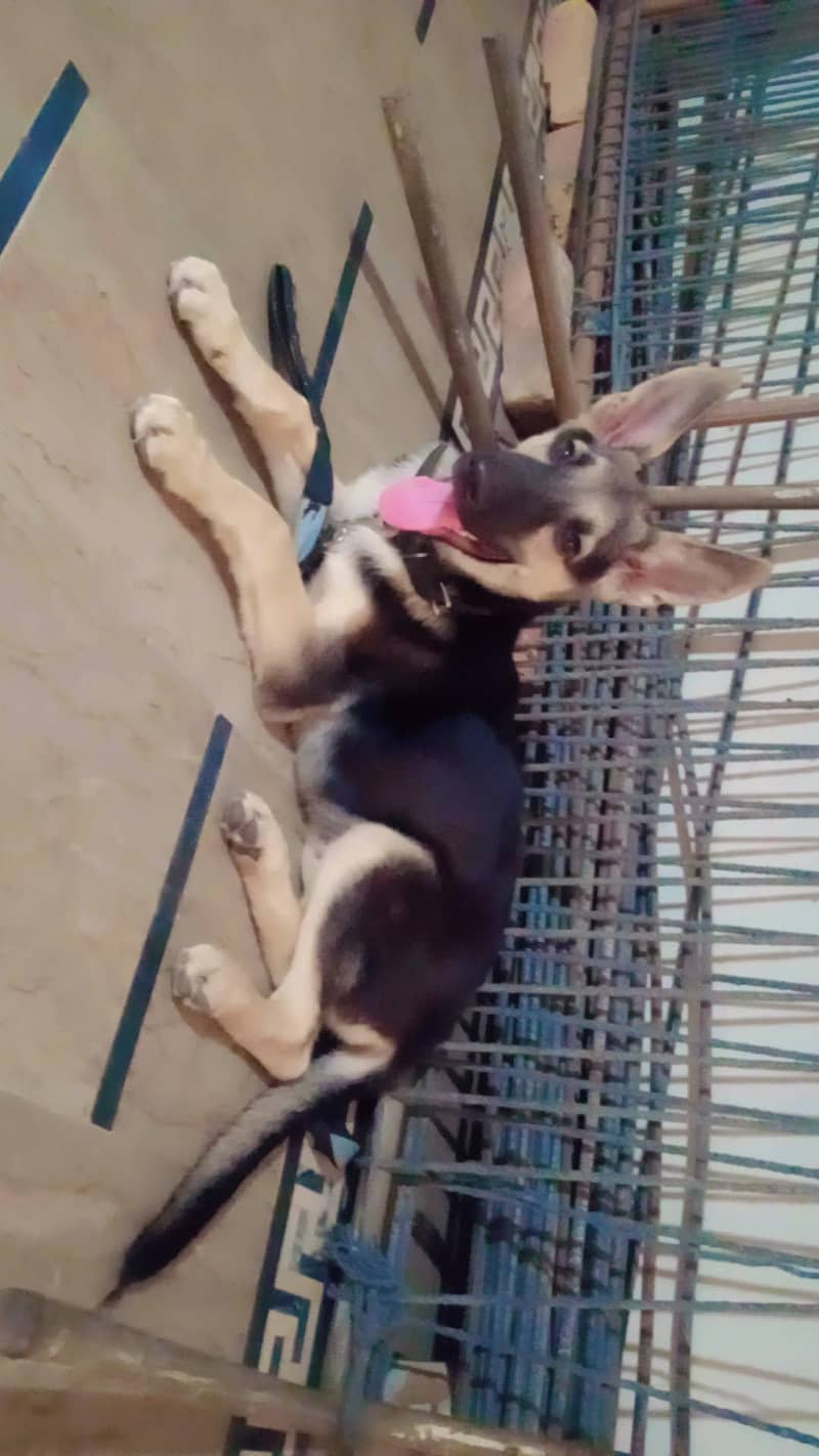 Belgian German Shepherd 1