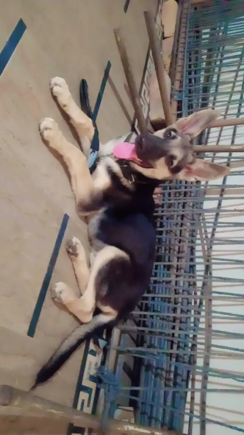 german shepherd — photo 2