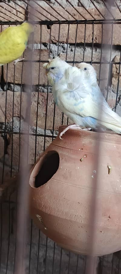 pait male hogoromo & blue sepangl  king hogoromo