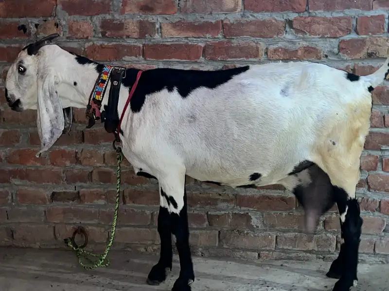 Beetal Bakri Female | 8 Dant | Saath 15 Din Ke Bachay | Healthy Goat