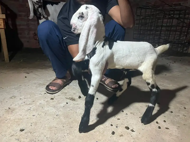 Beetal Bakri Female | 8 Dant | Saath 15 Din Ke Bachay | Healthy Goat — photo 3