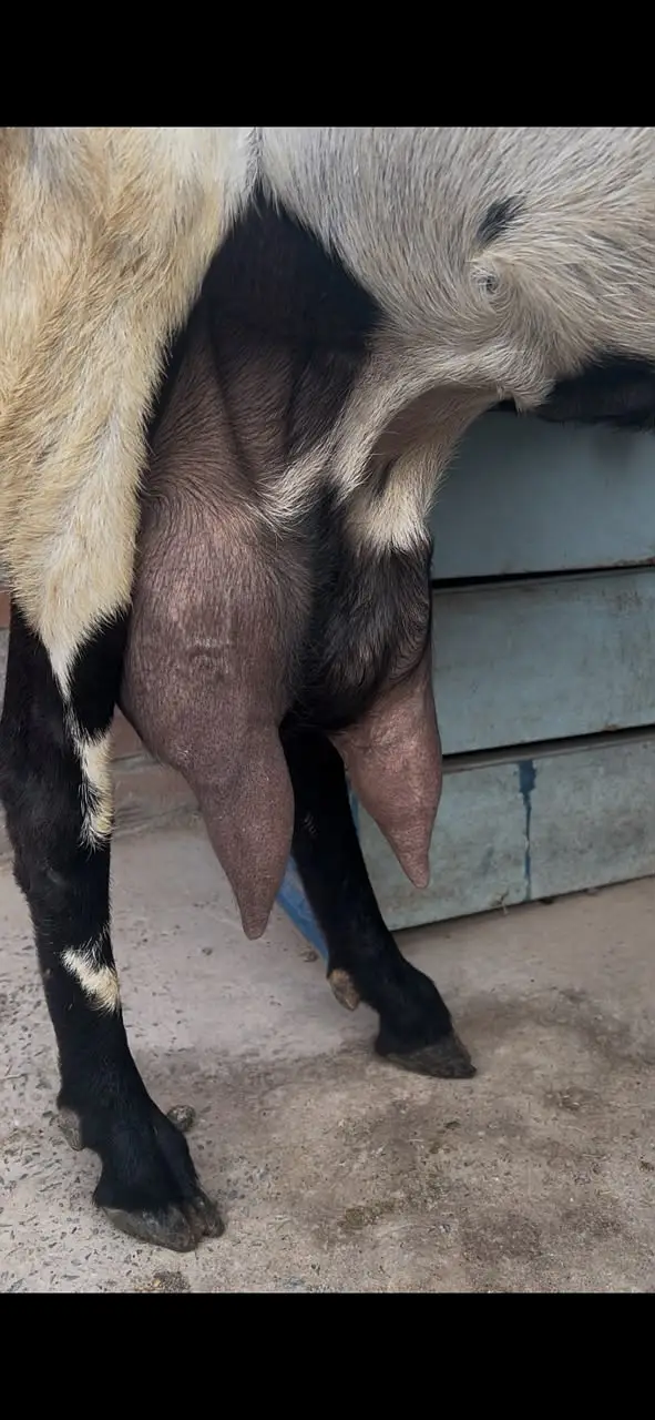 Beetal Bakri Female | 8 Dant | Saath 15 Din Ke Bachay | Healthy Goat — photo 4