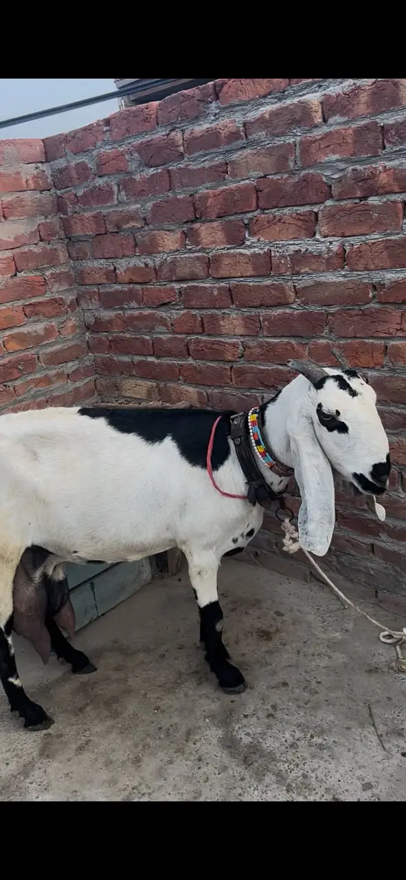 Beetal Bakri Female | 8 Dant | Saath 15 Din Ke Bachay | Healthy Goat — photo 5