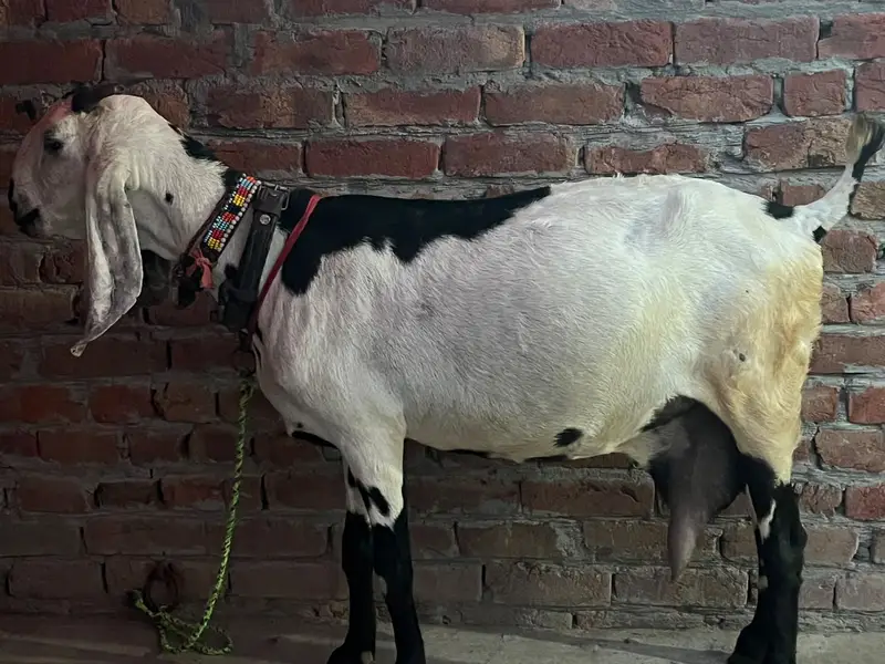 Beetal Bakri Female | 8 Dant | Saath 15 Din Ke Bachay | Healthy Goat — photo 6