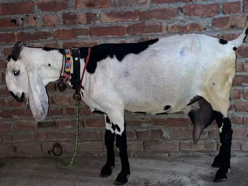 Beetal Bakri Female | 8 Dant | Saath 15 Din Ke Bachay | Healthy Goat — photo 7