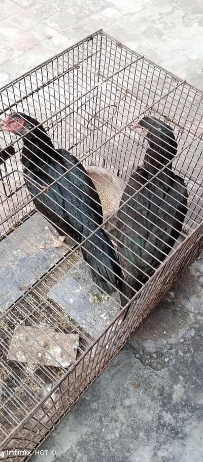 aseel black hen  ( 2 piece ) ready for egg