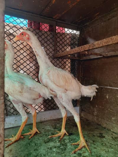 king Shamo Pair for sale